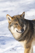 European gray wolf (Canis lupus lupus) standing in a forest in winter, snow, Bavaria, Germany