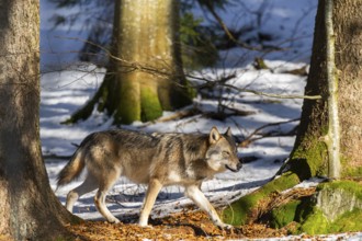 European gray wolf (Canis lupus lupus) walking in a forest in winter, snow, Bavaria, Germany