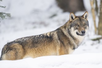 European gray wolf (Canis lupus lupus) standing in a forest in winter, snow, Bavaria, Germany