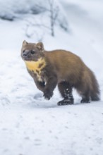 European pine marten (Martes martes) running in the snow in winter, National Park Bavarian Forest,