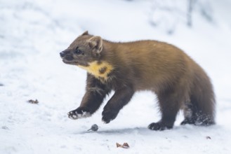 European pine marten (Martes martes) running in the snow in winter, National Park Bavarian Forest,