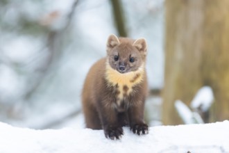 European pine marten (Martes martes) standing in the snow in winter, National Park Bavarian Forest,