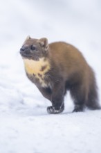 European pine marten (Martes martes) running in the snow in winter, National Park Bavarian Forest,