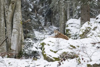Eurasian lynx (Lynx lynx) lying in a forest in winter, snow, Bavaria, Germany