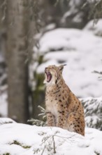 Eurasian lynx (Lynx lynx) sitting in a forest in winter, snow, Bavaria, Germany
