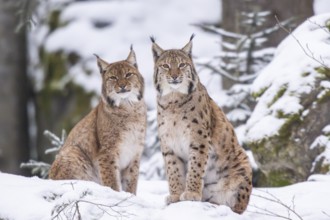 Eurasian lynx (Lynx lynx) sitting in a forest in winter, snow, Bavaria, Germany