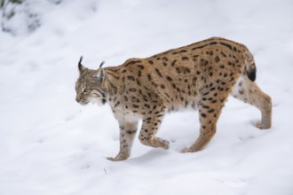 Eurasian lynx (Lynx lynx) walking in a forest in winter, snow, Bavaria, Germany