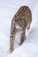 Eurasian lynx (Lynx lynx) walking in a forest in winter, snow, Bavaria, Germany