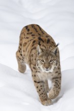 Eurasian lynx (Lynx lynx) walking in a forest in winter, snow, Bavaria, Germany