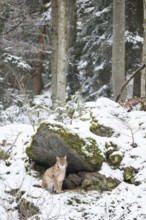 Eurasian lynx (Lynx lynx) sitting in a forest in winter, snow, Bavaria, Germany