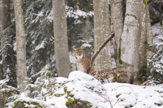 Eurasian lynx (Lynx lynx) sitting in a forest in winter, snow, Bavaria, Germany