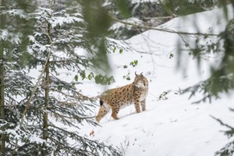 Eurasian lynx (Lynx lynx) standing in a forest in winter, snow, Bavaria, Germany