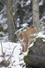 Eurasian lynx (Lynx lynx) standing in a forest in winter, snow, Bavaria, Germany