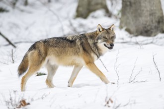 European gray wolf (Canis lupus lupus) walking in a forest in winter, snow, Bavaria, Germany