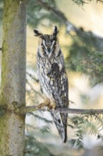 Long-eared owl (Asio otus) sitting on a branch in winter, National Park Bavarian Forest, Bavaria,