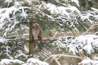 Long-eared owl (Asio otus) sitting on a branch in winter, National Park Bavarian Forest, Bavaria,