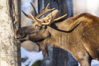 European elk (Alces alces) in a forest in winter, portrait, snow, Bavaria, Germany