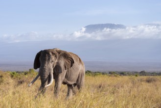 African elephant (Loxodonta africana) in picturesque landscape with the summit of Mount
