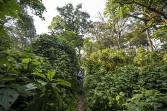 Tourist hiking trail through dense vegetation in tropical mountain rainforest, primeval forest,