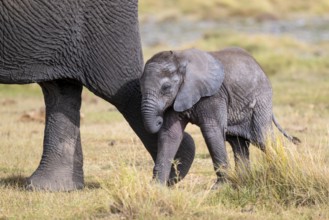 African elephant (Loxodonta africana), small young, baby elephant, Amboseli National Park, Rift