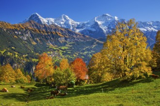 Autumn landscape in the hamlet of Sulwald with views of Wengen and Eiger 3967m, Mönch 4110m and