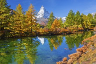 Matterhorn 4478 m with reflection in Lake Grindji in autumn, Zermatt, Mattertal, Valais,
