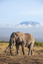 African elephant (Loxodonta africana) in picturesque savanna landscape with the summit of Mount