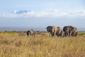 Two African elephants (Loxodonta africana) in a picturesque savanna landscape with the summit of