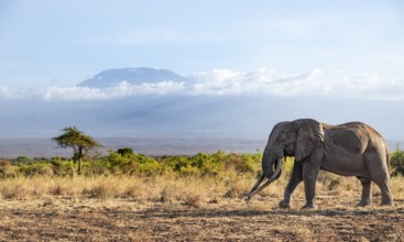 African elephant (Loxodonta africana) in picturesque savanna landscape with the summit of Mount