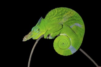 Matschie’s two-horned chamaeleon (Kinyongia matschiei), adult male, chameleon on a branch at night,