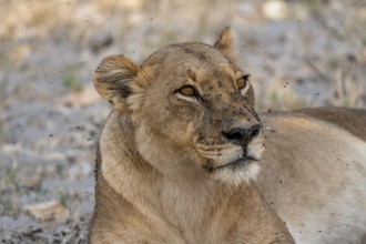 Lion (Panthera leo), adult female, animal portrait, Moremi Game Reserve, Botswana