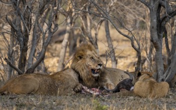 Lion (Panthera Leo) with kill, pack eats captured buffalo, adult male with prey, Moremi Game