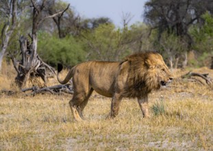 Lion (Panthera leo), adult male walking, Moremi Game Reserve, Botswana