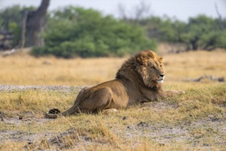 Lion (Panthera leo), adult male lying in yellow grass, Moremi Game Reserve, Botswana