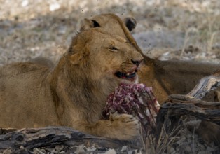 Lion (Panthera Leo) with kill, juvenile male eats the ribs of the captured buffalo, Moremi Game
