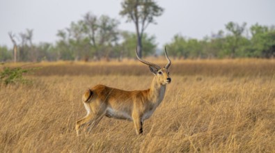Letschwe or litchi bog antelope (Kobus leche), adult male, in tall dry grass, Okavango Delta,