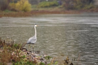Grey heron, autumn, Germany