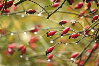 Rose hips with raindrops, autumn, Germany