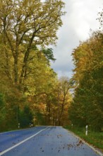 Car Road in autumn, autumn leaves, Germany