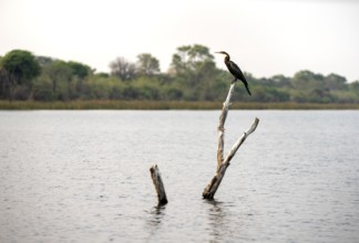 African Darter (Anhinga rufa) sitting on a dead tree in the river, Thamalakane River, Okavango