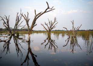 Dead trees are reflected in the river, Thamalakane River, Okavango Delta, Botswana