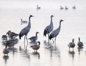 Cranes (Grus grus), cranes and gray geese (Anser anser) stand in the shallow water zone of a lake,