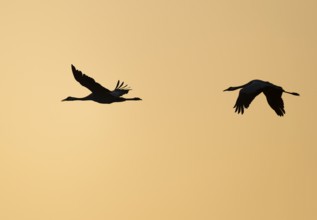 Crane (Grus grus), two cranes flying in the morning light against a warm orange sky, silhouettes,