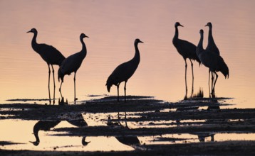 Crane (Grus grus), a group of cranes standing in the shallow water zone of a lake in warm, orange