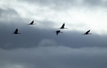 Crane (Grus grus), cranes flying against a bright sky with dramatic dark clouds, silhouettes, Lower