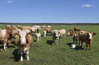 Cattle, on a pasture on the Prerower Strom on the Darß peninsula, Mecklenburg-Western Pomerania,