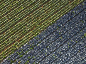 Top down view of red and green cabbage field from a drone, Devon, England, United Kingdom
