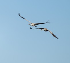 Crane (Grus grus), two cranes in flight, blue sky, Lower Saxony, Germany
