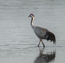 Crane (Grus grus) standing in the shallow water zone of a lake, warm morning light, Lower Saxony,