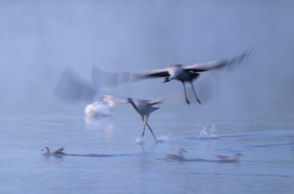 Crane (Grus grus), two cranes flying over a shallow water zone of a lake in morning light, motion